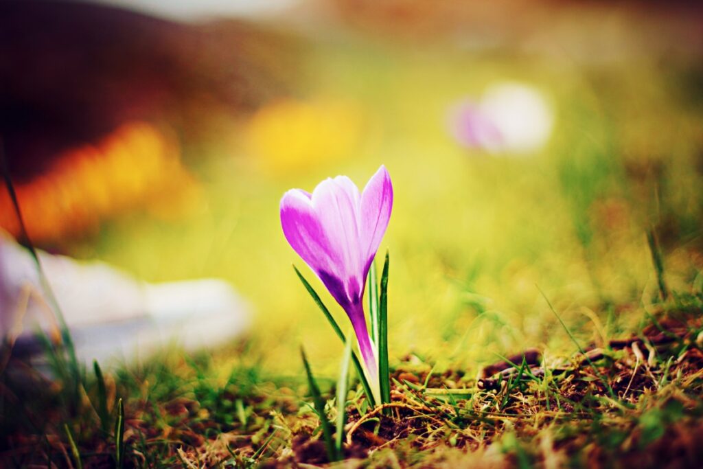 crocus blooming