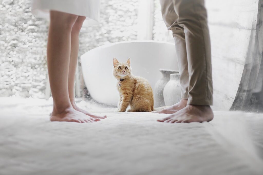 divorce cat woman man