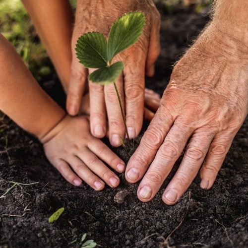 Old man and child tamping ground around plant
