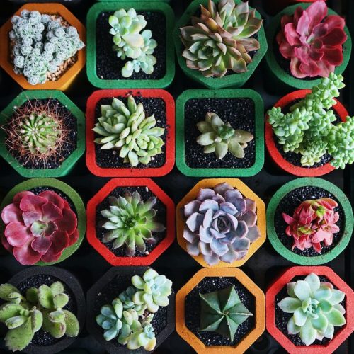 succulents