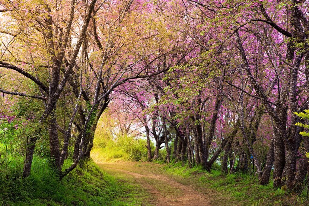 spring path